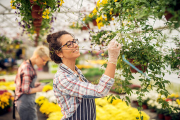 Focus portrait photo of cheerful smiling florist female worker checking blooming flowers in the greenhouse full of colourful flowers and pots.