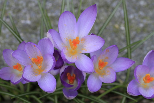 Krokusse bl&uuml;hen am Ende der Winterzeit. Der Fr&uuml;hling k&uuml;ndigt sich an.