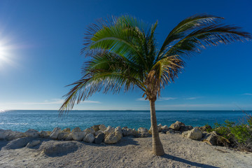 USA, Florida, Beautiful palm tree with perfect blue ocean behind at key west