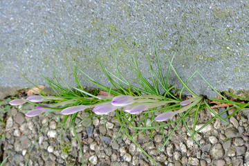 Krokusse blühen am Ende der Winterzeit. Der Frühling kündigt sich an.