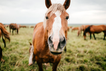 Obraz premium Closeup artistic mood funny portrait of horse at pasture outdoor at nature. Beautiful equine muzzle. Agriculture and stock breeding in summer. Domestic mammal animals wildlife. Strong wild mustang.