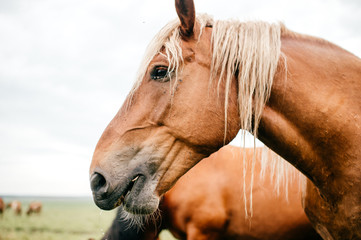 Obraz premium Closeup artistic mood funny portrait of horse at pasture outdoor at nature. Beautiful equine muzzle. Agriculture and stock breeding in summer. Domestic mammal animals wildlife. Strong wild mustang.