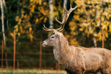 Closeup expressive fun artistic portrait of big adult horned leader roe deer in wild nature territory. Stained male doe fawn resting at green grass in european zoo. Mammal wildlife outdoor in summer.