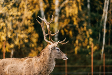 Closeup expressive fun artistic portrait of big adult horned leader roe deer in wild nature territory. Stained male doe fawn resting at green grass in european zoo. Mammal wildlife outdoor in summer.