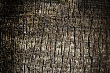 Background texture of tree trunk. Palm tree.