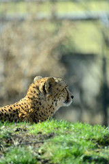 Gepard, Geparden Paar
