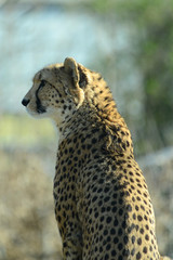 Fototapeta na wymiar Gepard, Geparden Paar