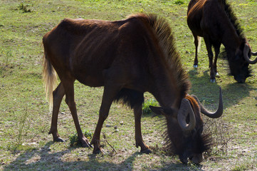 gnu je trawę © Robert