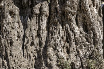 the bark of the old plum tree can be a fine backgrade has a fine texture