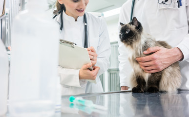 Katze wird beim Tierarzt untersucht