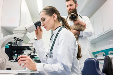Laborantin und Tierarzt untersuchen Probe einer Katze im Labor