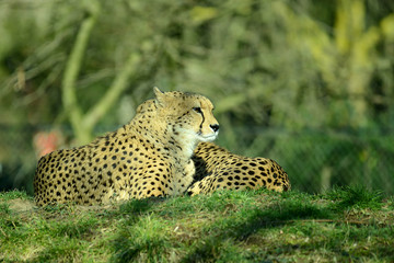 Gepard, Geparden Paar