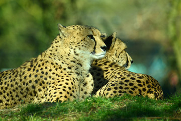 Gepard, Geparden Paar