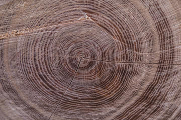 Naklejka premium Deforested cut tree wood in forest