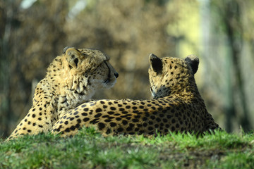 Gepard, Geparden Paar