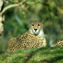 Gepard, Geparden Paar