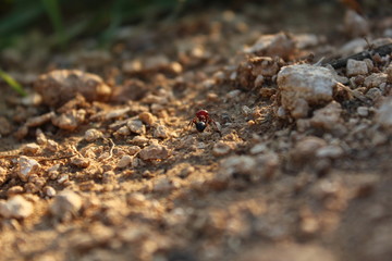 An ant in focus