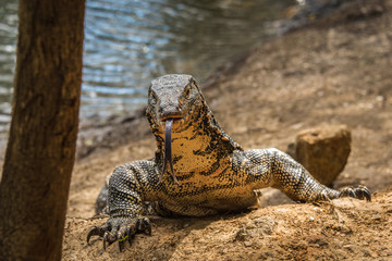 Portrait of a Monitor Lizard with it's Tongue Out