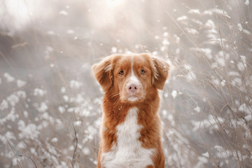 Dog in the snow. Nova Scotia duck tolling Retriever