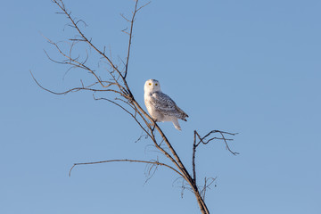 Snowy Owl in Branches