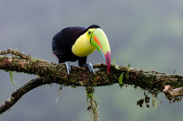 Fischer Tukan in Boca Tapada, Costa Rica © Norbert Frommelt