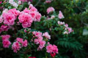 Obraz premium Floral background with pink azaleas. Picture with a place for text