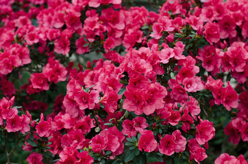 Floral background. A lot of pink azaleas. Genus of rhododendron