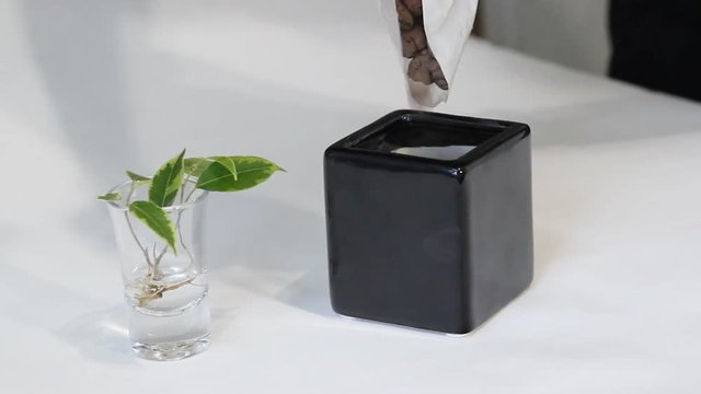 Two hands in white latex gloves are plant young green ficus Benjamina tree at black ceramic pot. Wooden table as background.  Sprinkle with earth