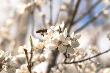 Biene fliegt zu Kirschblüte