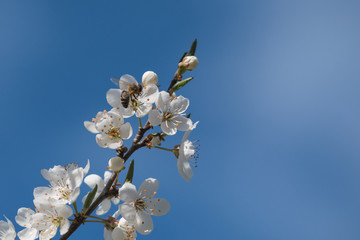 Biene auf Kirschblüte vor blauem Himmel