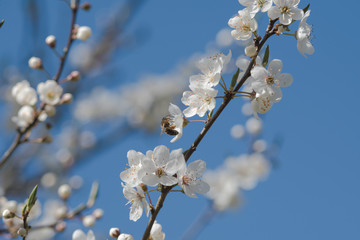 Biene auf Kirschblüte vor blauem Himmel
