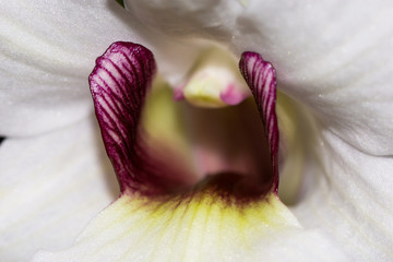 Dendrobium sanderae var. major