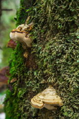Forest mushrooms in moss and heather