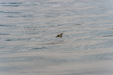 Dragonfly trapped in water and struggling for life outdoor at nature in summer. Flying insect fell down in lake. Abstract background with concentric circles on mirror surface. Reflected clouds and sky