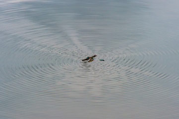 Dragonfly trapped in water and struggling for life outdoor at nature in summer. Flying insect fell down in lake. Abstract background with concentric circles on mirror surface. Reflected clouds and sky