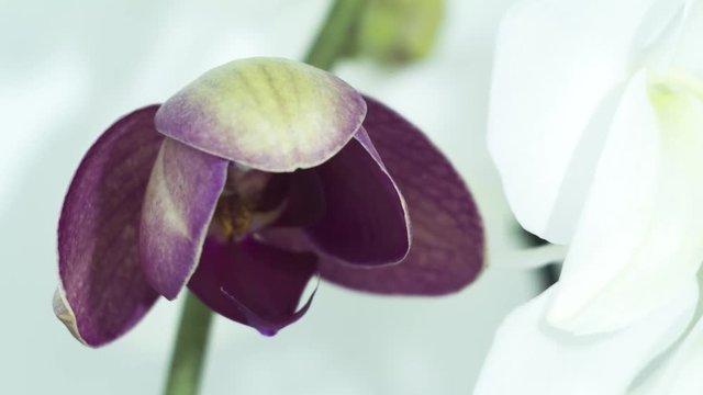 Orchid flower blooming - time lapse
