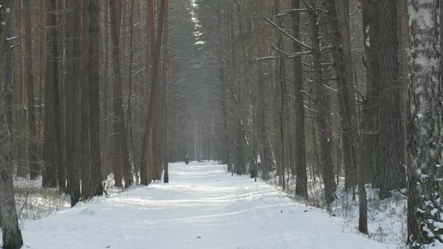 Nordic walking - winter sport for all ages. Active elderly man with walking sticks in the woods during the winter hiking in snowy forest. View from afar.