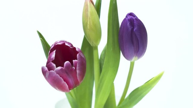 Beautiful tulips blooming - time lapse
