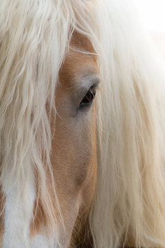 Haflinger Pferd