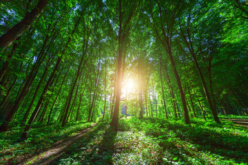 Fototapeta premium beautiful green forest