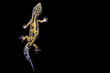 Leopard gecko on black background. Lizard top view