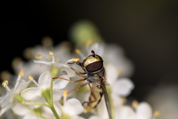 Schwebfliege (Syrphidae) auf der weißen Blüte des Holunders (sambucus nigra) - Nahaufnahme