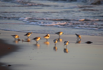 V&ouml;gel an der K&uuml;ste
