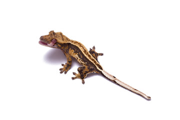 Creased gecko isolated on white.