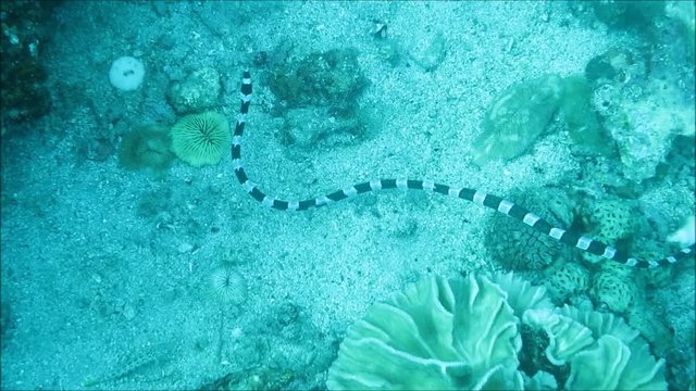 Gebaenderte Gelblippen-Seekobra (Laticauda colubrina) auf der Suche nach Beute