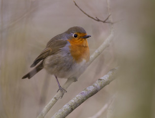 Robin