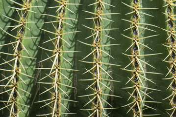 Nahaufnahme eines Kaktus mit seinen Stacheln