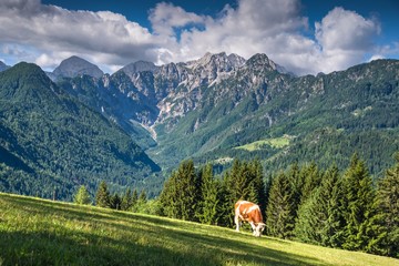 Solcava Panoramic Road in Summer © zkbld