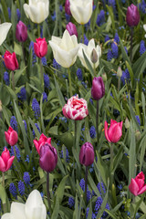 colorful tulips and  blue hyacinth blooming in a garden
