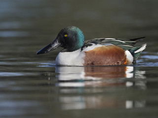 Northern shoveler, Anas clypeata